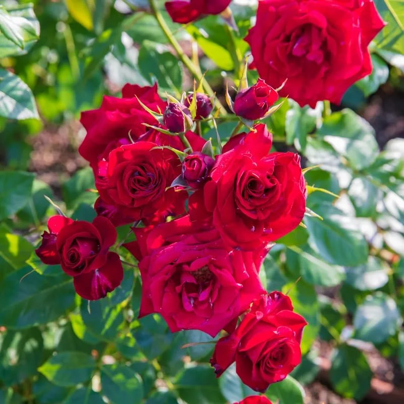 Don Juan Rose Bushes Live Starter Plants, Red Fragrant Climbing Rose, 1 Year Old, Well-Rooted, Outdoor Planting