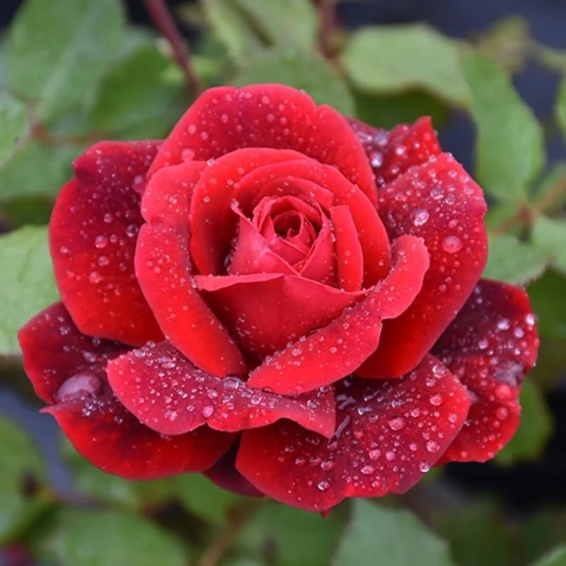 Don Juan Rose Bushes Live Starter Plants, Red Fragrant Climbing Rose, 1 Year Old, Well-Rooted, Outdoor Planting