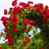 Don Juan Rose Bushes Live Starter Plants, Red Fragrant Climbing Rose, 1 Year Old, Well-Rooted, Outdoor Planting