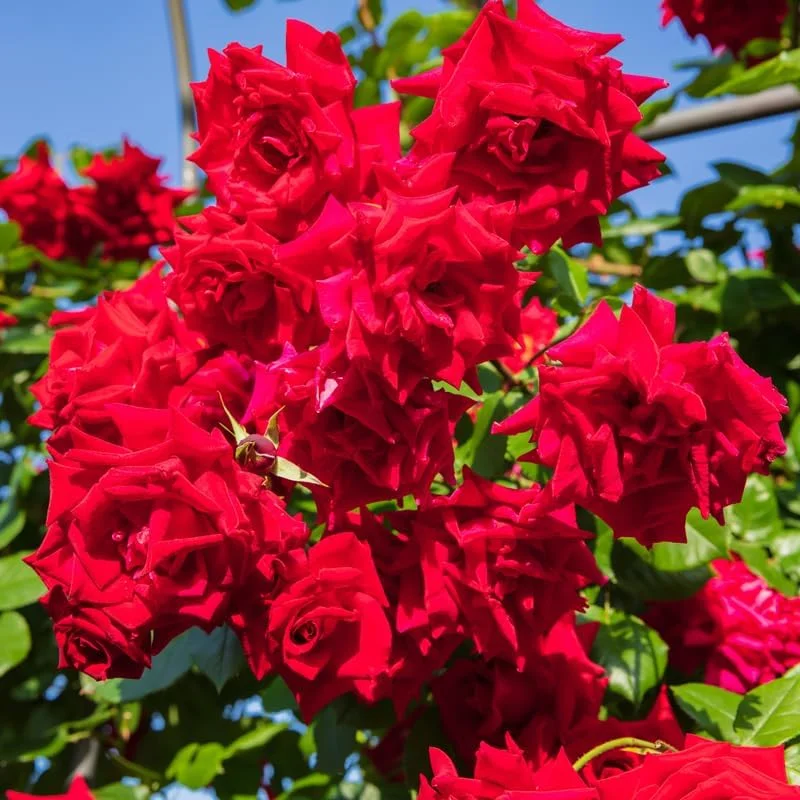 Don Juan Rose Bushes Live Starter Plants, Red Fragrant Climbing Rose, 1 Year Old, Well-Rooted, Outdoor Planting