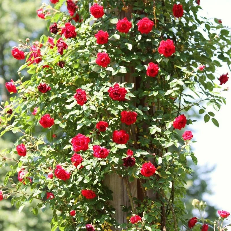 Don Juan Rose Bushes Live Starter Plants, Red Fragrant Climbing Rose, 1 Year Old, Well-Rooted, Outdoor Planting