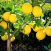 Dwarf Meyer Lemon Tree Live Plant, 1-2 FT Tall, Potted Citrus Bush, Sweet Lemons for Home Gardens