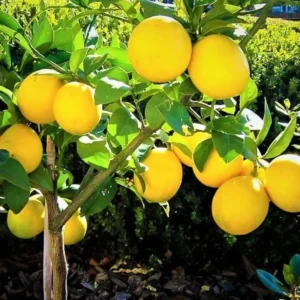 Dwarf Meyer Lemon Tree Live Plant, 1-2 FT Tall, Potted Citrus Bush, Sweet Lemons for Home Gardens