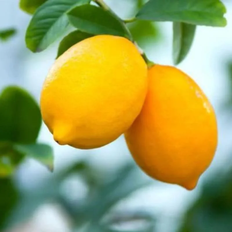 Dwarf Meyer Lemon Tree Live Plant, 1-2 FT Tall, Potted Citrus Bush, Sweet Lemons for Home Gardens