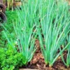 Egyptian Walking Onion Bulbs for Planting Outdoors - 10 Pack - Easy Grow Tree Plant