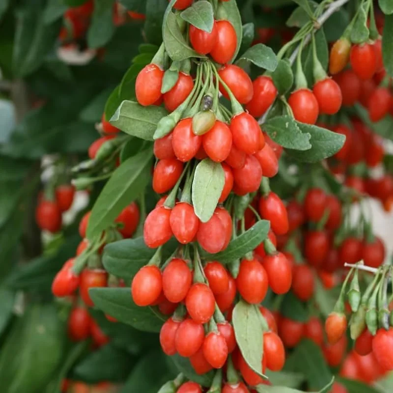 Goji Berry Plants Live - Pack of 2 Goji Berry Bushes for Planting, 4-10 inch Ready to Plant