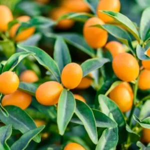 Kumquat Tree Live Plant Grafted 2 Feet Potted Large Sweet Fruit Well Rooted for Outdoor Garden