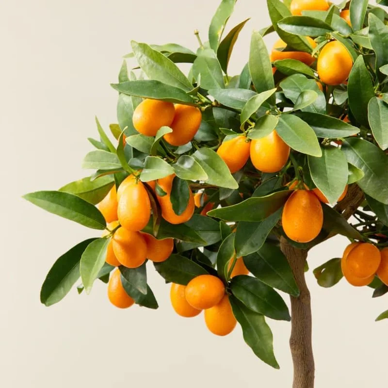 Kumquat Tree Live Plant Grafted 2 Feet Potted Large Sweet Fruit Well Rooted for Outdoor Garden