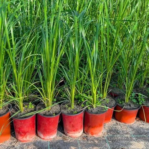 Lemon Grass Plants Live Outdoor 15 Pack Well Rooted 4-8 Inch Tall Lemongrass Starter Plants for Indoor Outdoor Planting