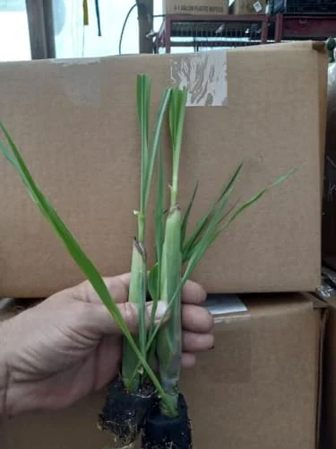 Lemon Grass Plants Live Outdoor 15 Pack Well Rooted 4-8 Inch Tall Lemongrass Starter Plants for Indoor Outdoor Planting