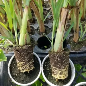Lemongrass Plants Live - 15 Pack, Established Roots, Outdoor/Indoor Perennial, Zones 9-11