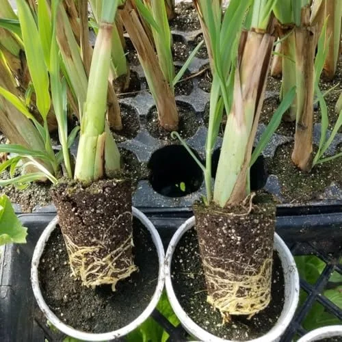 Lemongrass Plants Live - 15 Pack, Established Roots, Outdoor/Indoor Perennial, Zones 9-11