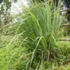 Lemongrass Plants Live - 15 Pack, Established Roots, Outdoor/Indoor Perennial, Zones 9-11
