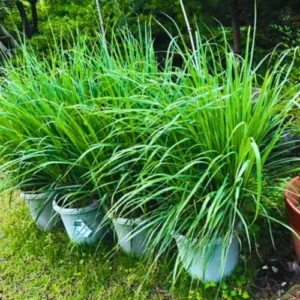Lemongrass Plants Live Stalks 25 Pack Well Rooted Perennial Indoor Outdoor Starter 3-7 Inches Tall