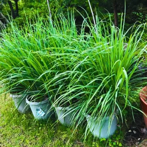 Lemongrass Plants Live Stalks 25 Pack Well Rooted Perennial Indoor Outdoor Starter 3-7 Inches Tall