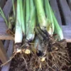 Lemongrass Plants Live Stalks 25 Pack Well Rooted Perennial Indoor Outdoor Starter 3-7 Inches Tall