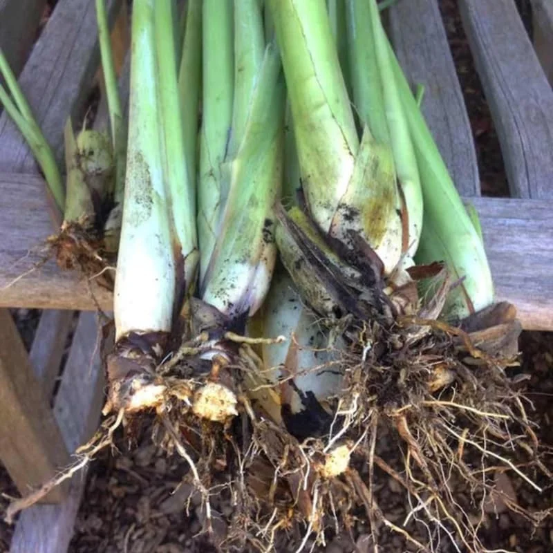Lemongrass Plants Live Stalks 25 Pack Well Rooted Perennial Indoor Outdoor Starter 3-7 Inches Tall