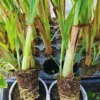 Lemongrass Plants Live Stalks 25 Pack Well Rooted Perennial Indoor Outdoor Starter 3-7 Inches Tall