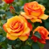 Orange Hybrid Tea Rose Bush Live Plant - 5-9 Inch Tall Fragrant Flowers - Well-Rooted 1 Year Old