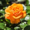 Orange Hybrid Tea Rose Bush Live Plant - 5-9 Inch Tall Fragrant Flowers - Well-Rooted 1 Year Old