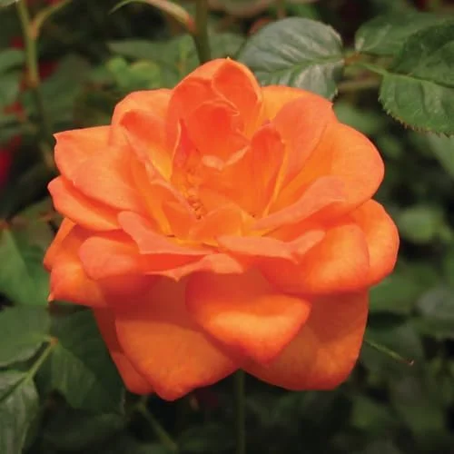 Orange Hybrid Tea Rose Bush Live Plant - 5-9 Inch Tall Fragrant Flowers - Well-Rooted 1 Year Old