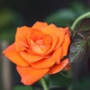 Orange Hybrid Tea Rose Bush Live Plant - 5-9 Inch Tall Fragrant Flowers - Well-Rooted 1 Year Old