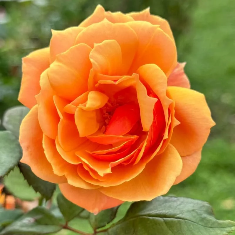 Orange Hybrid Tea Rose Bush Live Plant - 5-9 Inch Tall Fragrant Flowers - Well-Rooted 1 Year Old