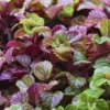 Plectranthus Swedish Ivy Plant Live Purple Houseplant 2-Pack Starter Plants for Indoor Gardens