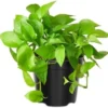 Pothos Live Plant Green Houseplant 5-7 Inch Tall 4 Inch Pot Indoor Gardening Easy Care