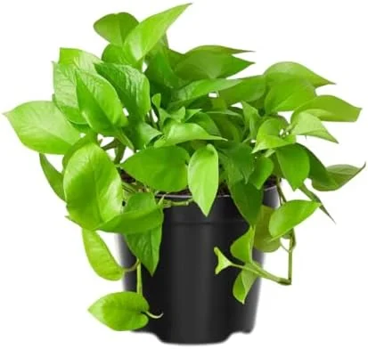 Pothos Live Plant Green Houseplant 5-7 Inch Tall 4 Inch Pot Indoor Gardening Easy Care