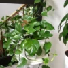 Pothos Live Plant Green Houseplant 5-7 Inch Tall 4 Inch Pot Indoor Gardening Easy Care