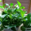 Pothos Live Plant Green Houseplant 5-7 Inch Tall 4 Inch Pot Indoor Gardening Easy Care
