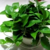 Pothos Live Plant Green Houseplant 5-7 Inch Tall 4 Inch Pot Indoor Gardening Easy Care