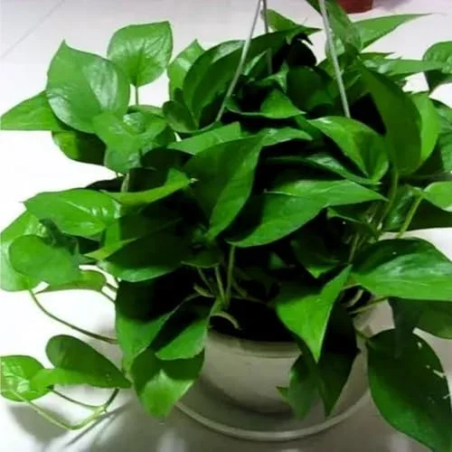 Pothos Live Plant Green Houseplant 5-7 Inch Tall 4 Inch Pot Indoor Gardening Easy Care