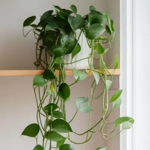 Pothos Live Plant Green Houseplant 5-7 Inch Tall 4 Inch Pot Indoor Gardening Easy Care