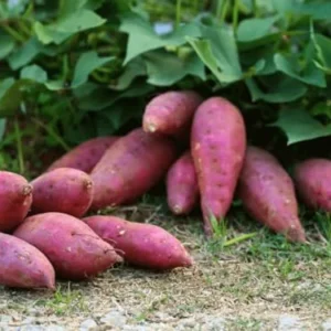 Red Sweet Potato Slips 10 Pack Live Cuttings - Edible Garden & Ornamental Vine