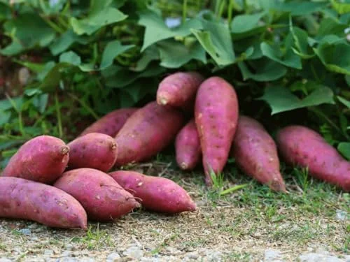 Red Sweet Potato Slips 10 Pack Live Cuttings - Edible Garden & Ornamental Vine