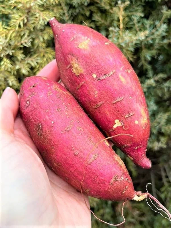 Red Sweet Potato Slips 10 Pack Live Cuttings - Edible Garden & Ornamental Vine