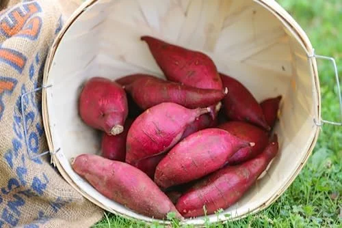 Red Sweet Potato Slips 10 Pack Live Cuttings - Edible Garden & Ornamental Vine
