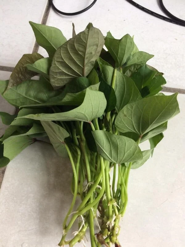 Red Sweet Potato Slips 10 Pack Live Cuttings - Edible Garden & Ornamental Vine