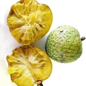 Soursop Guanabana Live Plant 5-9 Inch Sweet Soursop Tree Seedling for Planting