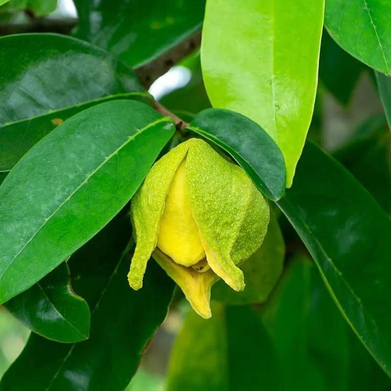 Soursop Tree Live Plant Annona Muricata Sweet Fruit Tree 5-9 Inch Tall Tropical Subtropical