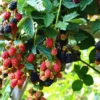 Thornless Blackberry Plants Live for Planting, 5-8 Inch Tall Fruit Bushes