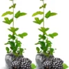Thornless Blackberry Plants Live for Planting, 5-8 Inch Tall Fruit Bushes