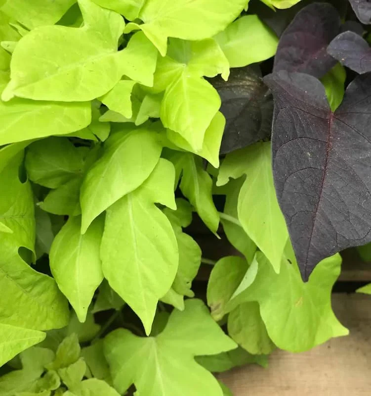 White Sweet Potato Slips Live Cuttings for Outdoor Planting