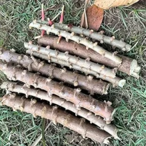 Yuca Cassava Cuttings Sweet Manihot for Planting 6-8 Inch 4-Pack