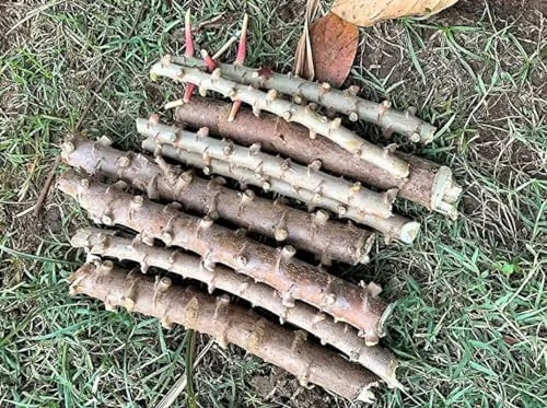 Yuca Cassava Cuttings Sweet Manihot for Planting 6-8 Inch 4-Pack