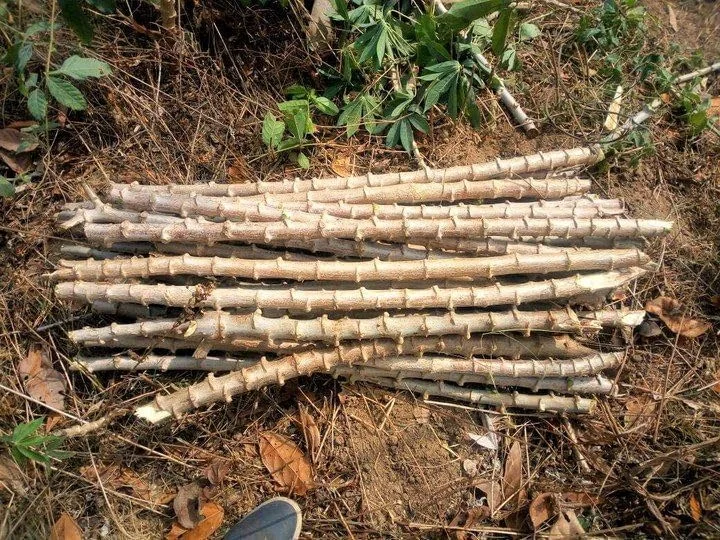 Yuca Cassava Cuttings Sweet Manihot for Planting 6-8 Inch 4-Pack