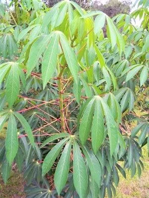 Yuca Cassava Cuttings Sweet Manihot for Planting 6-8 Inch 4-Pack