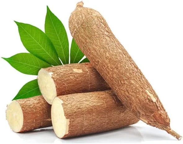 Yuca Cassava Cuttings Sweet Manihot for Planting 6-8 Inch 4-Pack